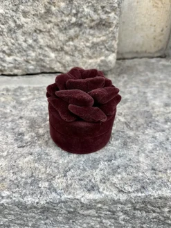 Day Velvet flower korulipas; winetasting